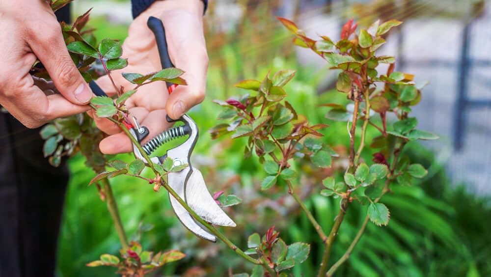 période pour tailler les rosiers
