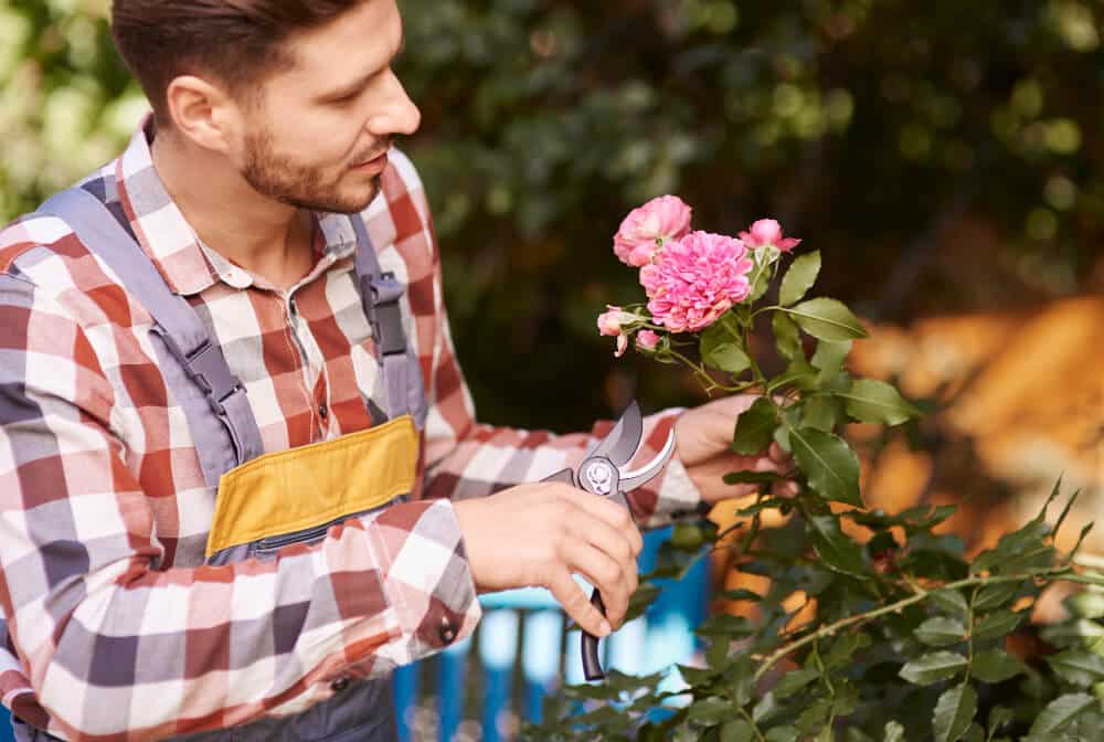taille des rosiers pour entretenir jardin