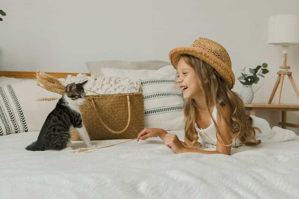 accessoires pour votre chat 2