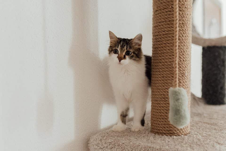 accessoires pour votre chat 3